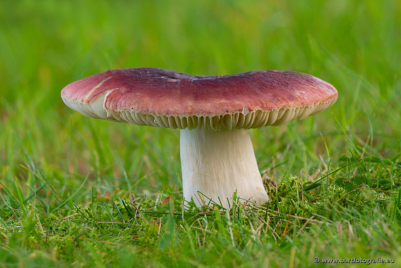 Paddenstoelen 2023-111
