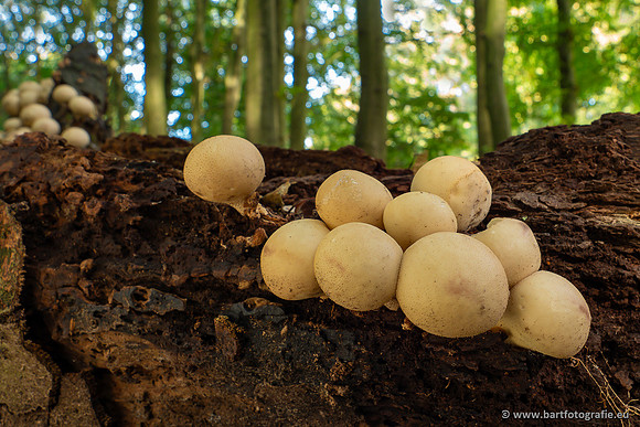 Paddenstoelen 2023-112