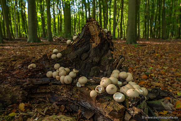 Paddenstoelen 2023-113