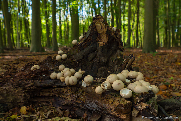 Paddenstoelen 2023-114