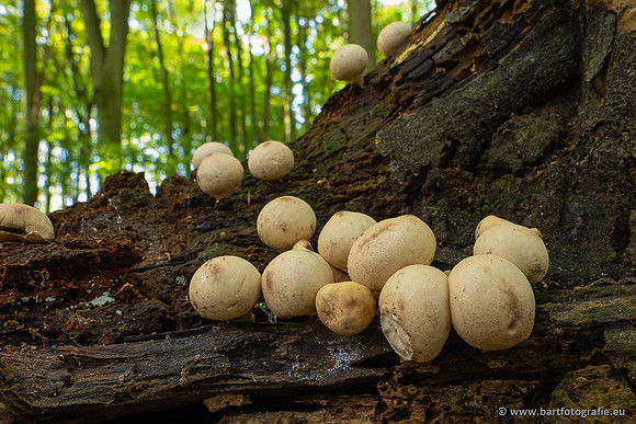Paddenstoelen 2023-115