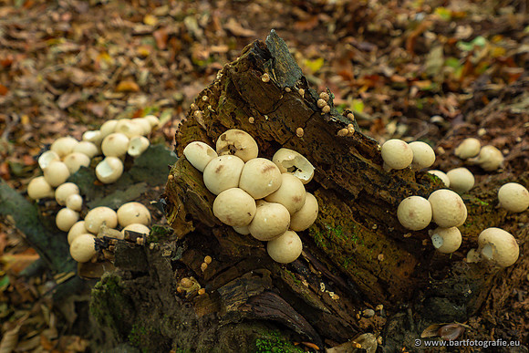 Paddenstoelen 2023-116