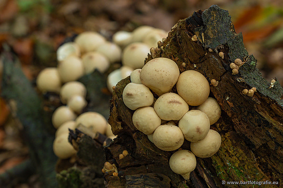Paddenstoelen 2023-118