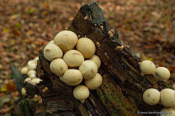 Paddenstoelen 2023-117
