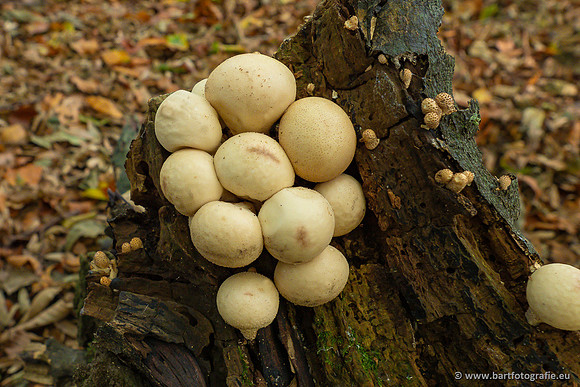 Paddenstoelen 2023-119