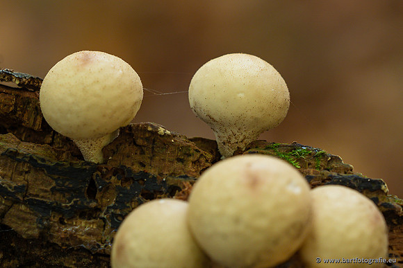Paddenstoelen 2023-120