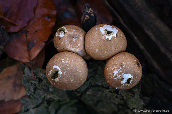 Paddenstoelen 2023-121