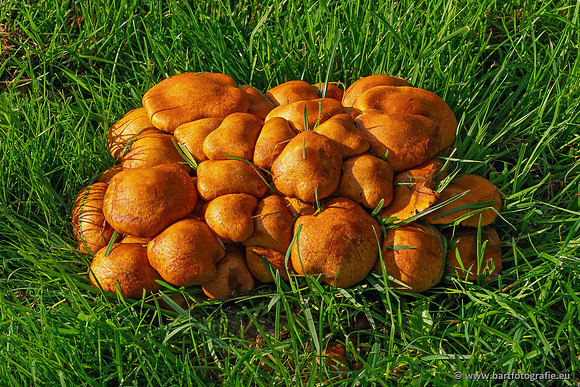 Paddenstoelen 2023-096