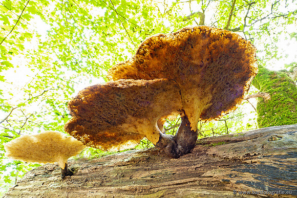 Paddenstoelen 2023-122