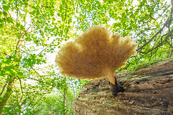 Paddenstoelen 2023-123