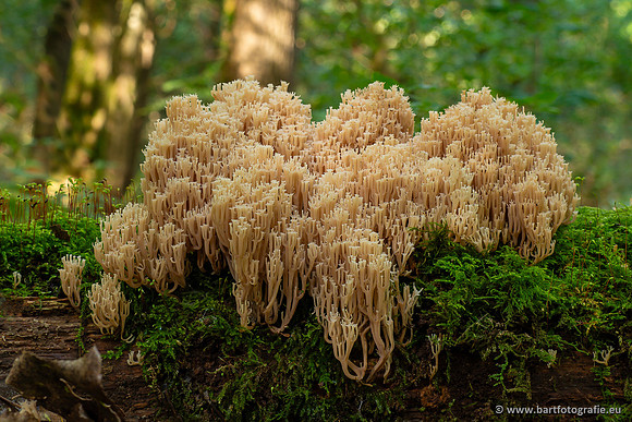 Paddenstoelen 2023-127