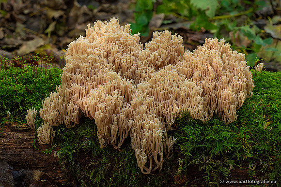 Paddenstoelen 2023-128