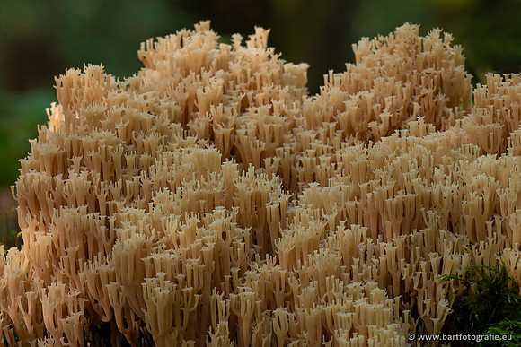 Paddenstoelen 2023-129