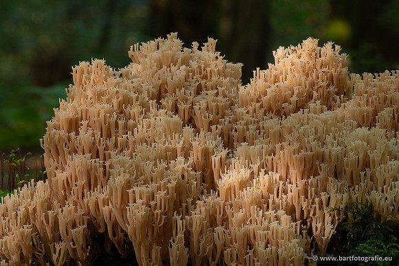 Paddenstoelen 2023-130