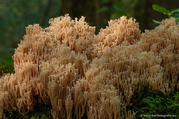 Paddenstoelen 2023-131