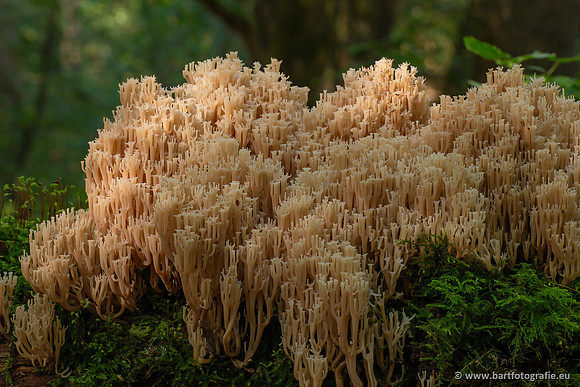 Paddenstoelen 2023-132