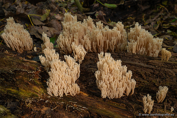 Paddenstoelen 2023-133