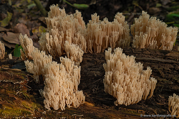 Paddenstoelen 2023-134