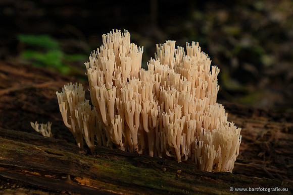 Paddenstoelen 2023-135
