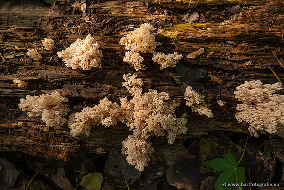 Paddenstoelen 2023-136