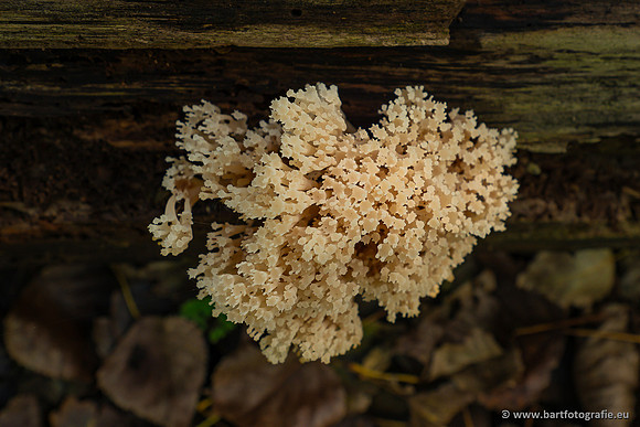 Paddenstoelen 2023-137