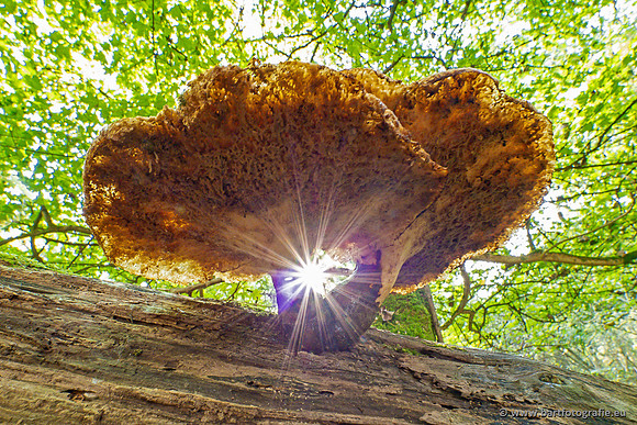 Paddenstoelen 2023-124