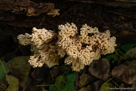 Paddenstoelen 2023-138