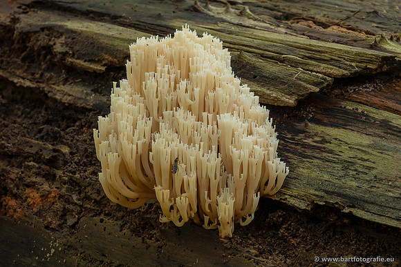 Paddenstoelen 2023-139