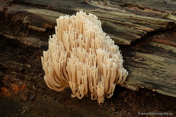 Paddenstoelen 2023-140