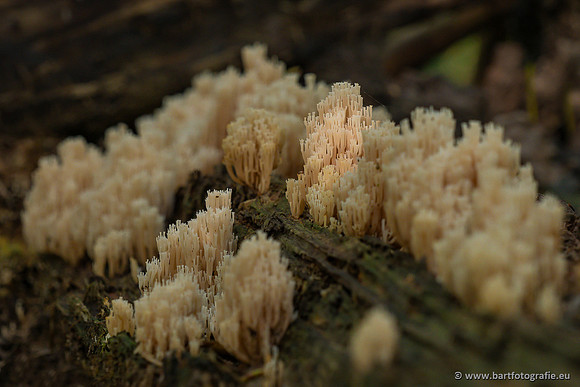 Paddenstoelen 2023-142