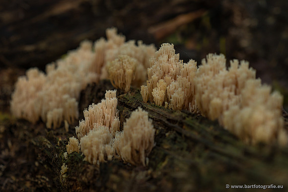 Paddenstoelen 2023-143