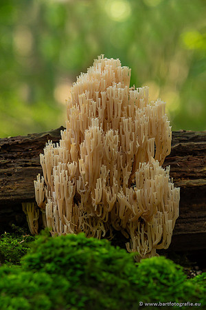 Paddenstoelen 2023-144