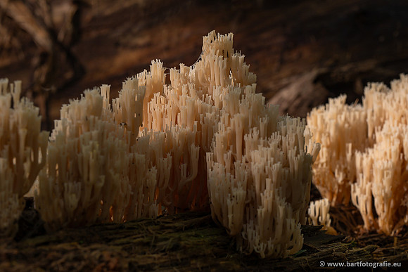 Paddenstoelen 2023-145