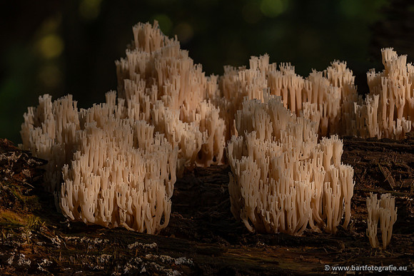 Paddenstoelen 2023-146