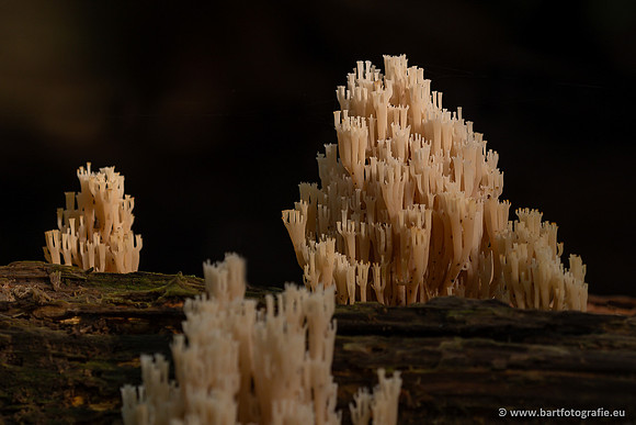 Paddenstoelen 2023-147