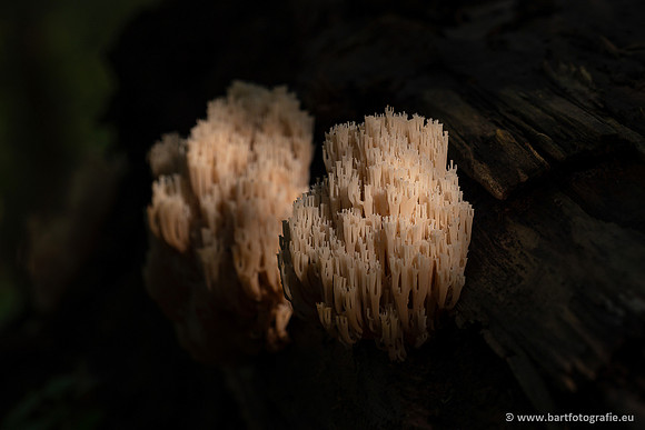 Paddenstoelen 2023-148