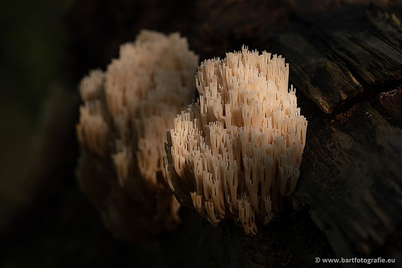 Paddenstoelen 2023-150