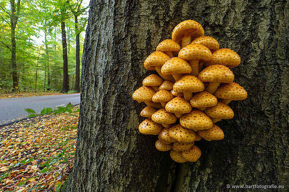 Paddenstoelen 2023-153