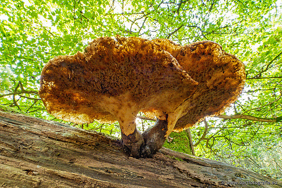 Paddenstoelen 2023-125