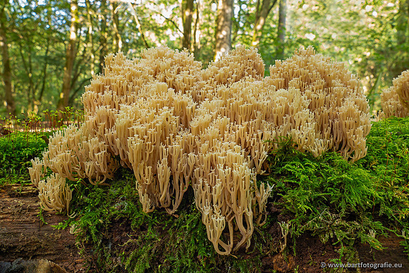 Paddenstoelen 2023-126
