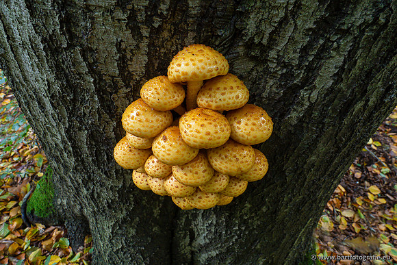 Paddenstoelen 2023-156