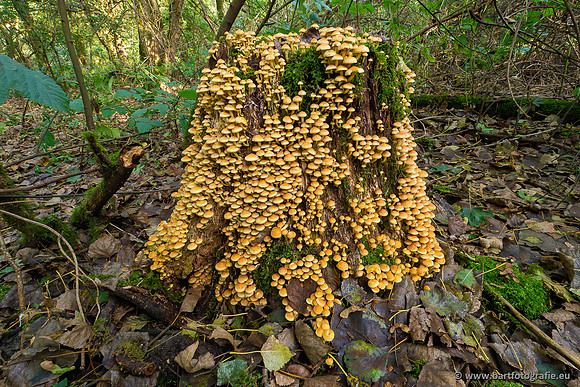 Paddenstoelen 2023-151