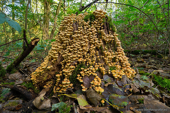 Paddenstoelen 2023-152