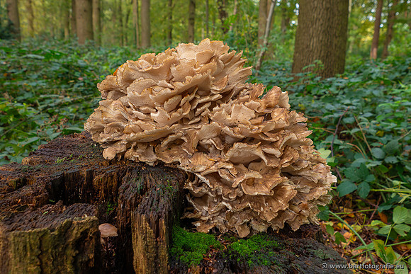 Paddenstoelen 2023-158