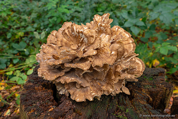 Paddenstoelen 2023-160