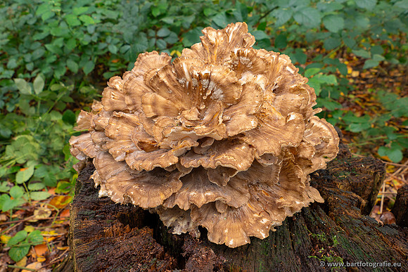 Paddenstoelen 2023-161