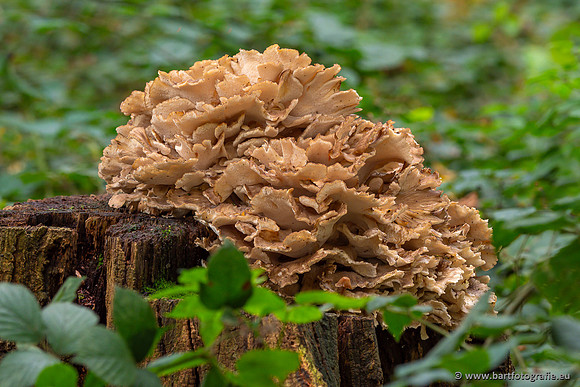 Paddenstoelen 2023-162