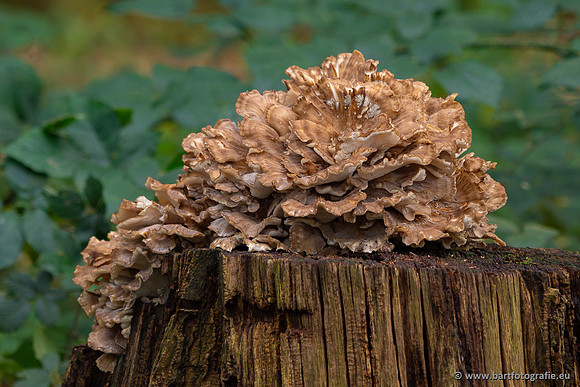 Paddenstoelen 2023-163