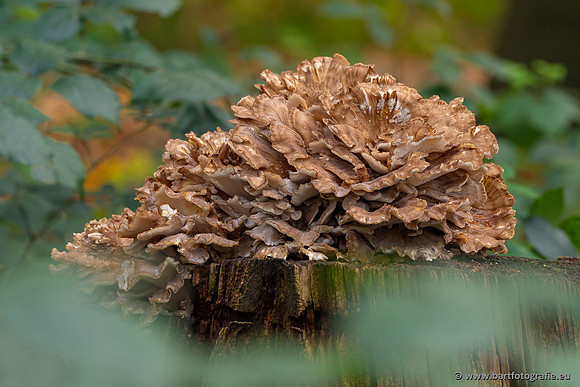 Paddenstoelen 2023-164