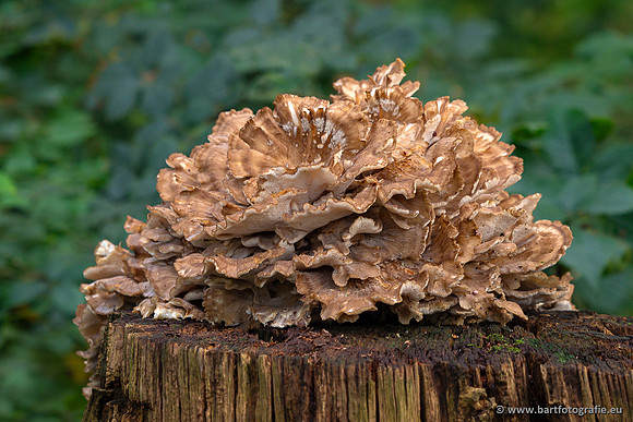 Paddenstoelen 2023-165